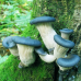 Мицелий Вешенки синий чулок / Вешенка колумбийская (Pleurotus columbinus) Мицелий Вешенки синий чулок / Вешенка колумбийская (Pleurotus columbinus)